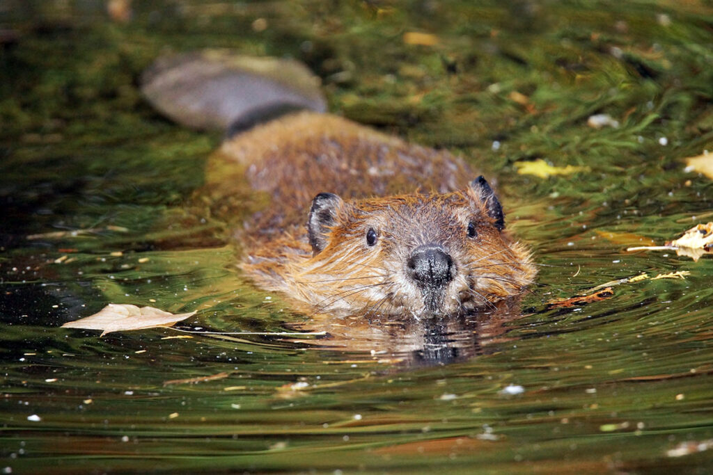 The Beaver