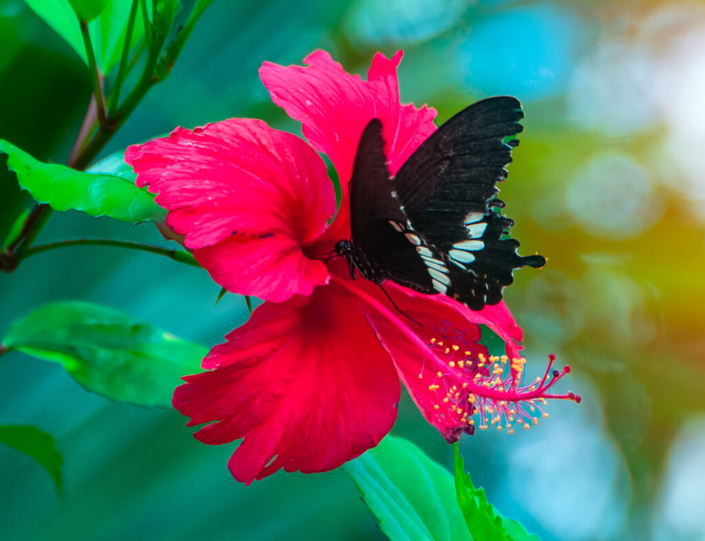 Hawaiian Butterfly